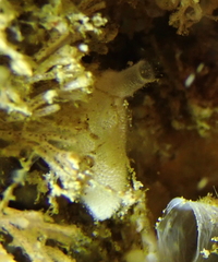 Calcarea