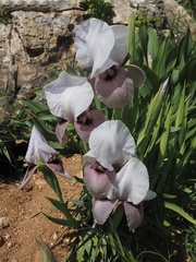 Iris lortetii