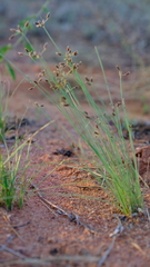 Bulbostylis hispidula pyriformis