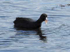 Fulica atra