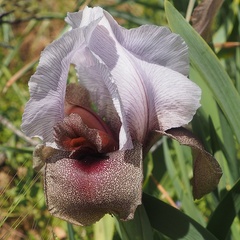 Iris lortetii