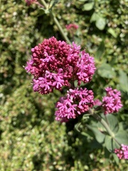 Centranthus ruber