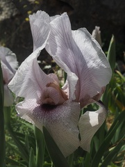 Iris lortetii