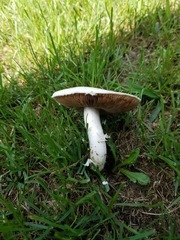 Agaricus andrewii