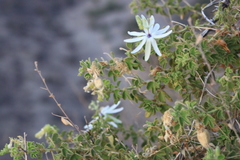 Passiflora palmeri