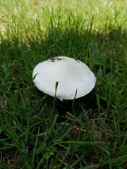 Agaricus andrewii