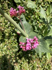 Centranthus ruber