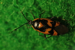 Deraeocoris trifasciatus