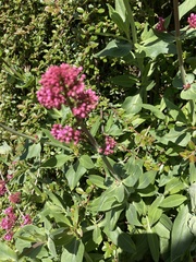 Centranthus ruber