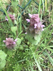 Lamium purpureum