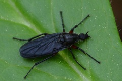 Bibio femoratus