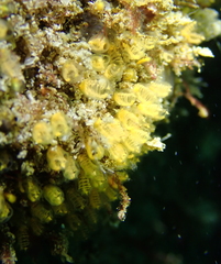 Pycnoclavella stanleyi