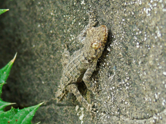 Mediodactylus heterocercus