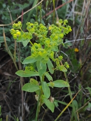 Euphorbia pterococca