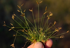Abildgaardia triflora