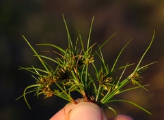 Cyperus pumilus