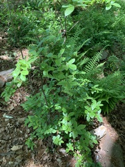 Rhododendron eastmanii