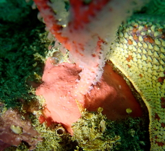 Leptogorgia chilensis