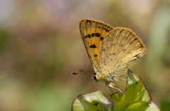Lycaena salustius