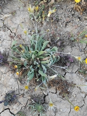 Catananche lutea