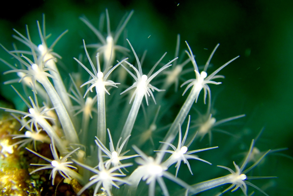 Hydractiniidae