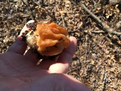 Gyromitra korfii
