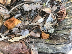 Gyromitra korfii