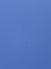 Circaetus gallicus