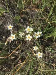 Leptosiphon parviflorus