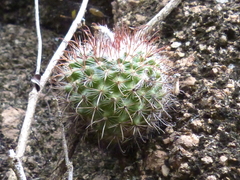 Parodia microsperma