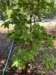 Rhododendron cumberlandense