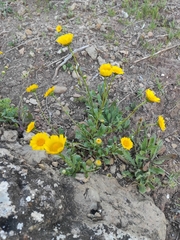 Glossopappus macrotus