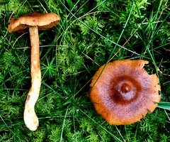 Cortinarius rubellus