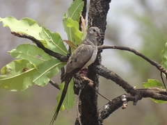 Oena capensis image