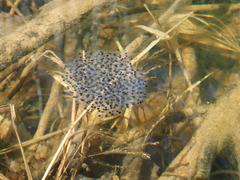 Lithobates sylvaticus image