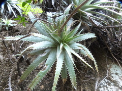 Deuterocohnia