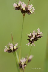 Juncus phaeocephalus phaeocephalus