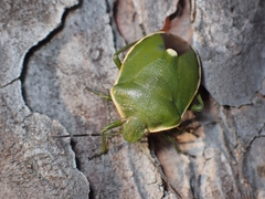 Chlorochroa juniperina