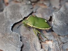 Chlorochroa juniperina