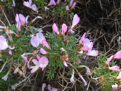 Onobrychis cornuta