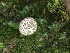 Porphyrellus sordidus