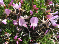 Onobrychis cornuta