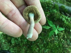 Porphyrellus sordidus