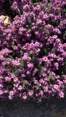 Erica carnea
