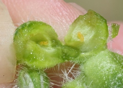 Schizomyia macrofila