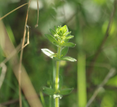 Cruciata laevipes