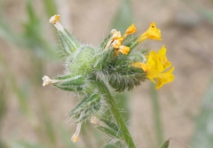 Schizomyia macrofila