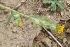 Schizomyia macrofila