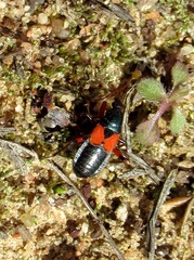 Prostemma aeneicolle