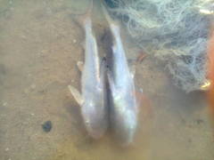 Plicofollis dussumieri